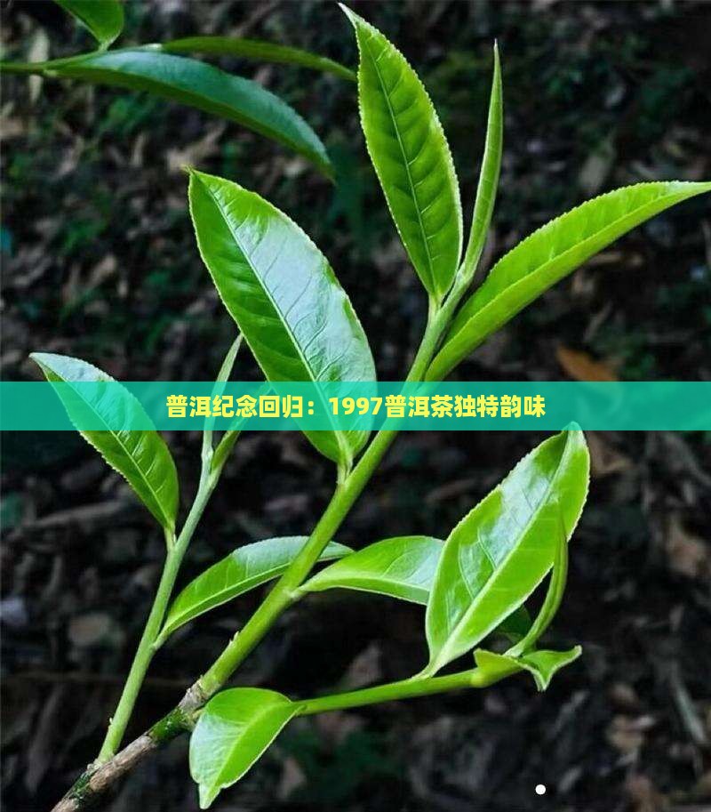 1997纪念普洱茶