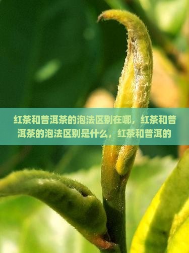 红茶和普洱茶的泡法区别