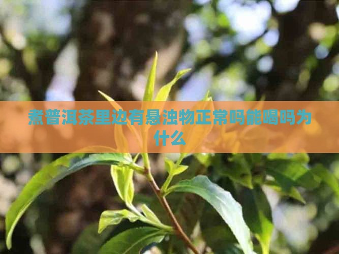 煮普洱茶里边有悬浊物正常吗