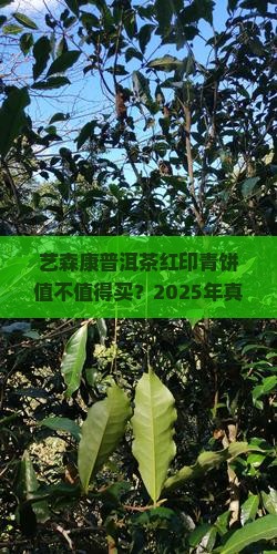 艺森康普洱茶红印青饼
