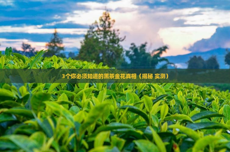 黑茶金花是什么东西