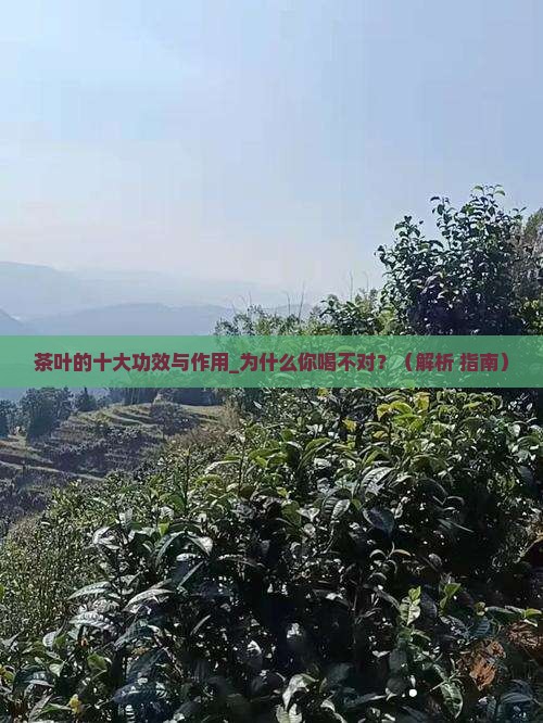 茶叶的十大功效与作用