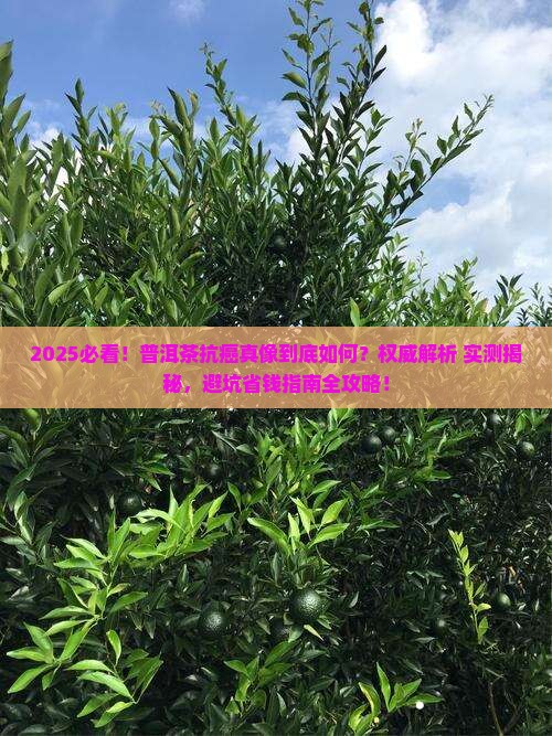 骗人的普洱茶抗癌作用