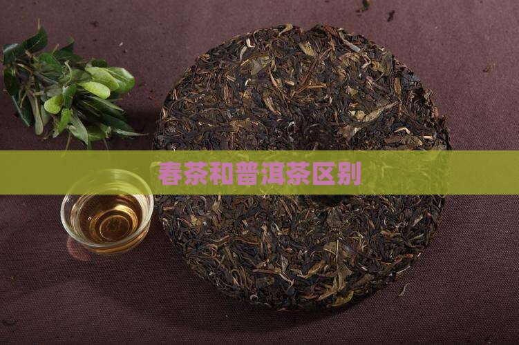 春茶和普洱茶区别