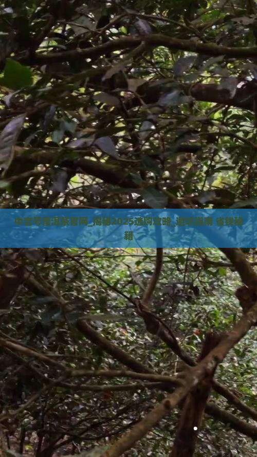 中吉号普洱茶官网