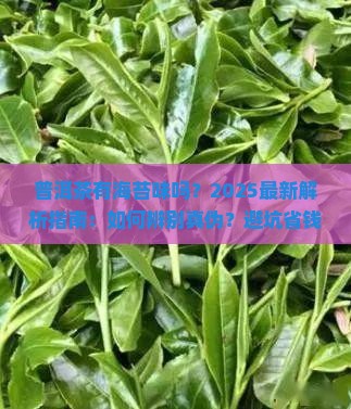 普洱茶有海苔味吗