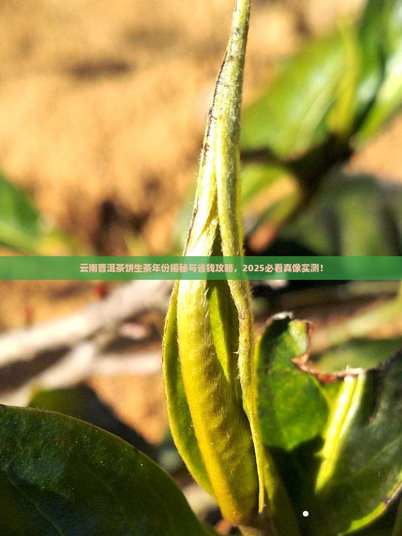 云南普洱茶饼生茶年份