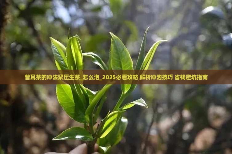 普耳茶的冲法紧压生茶怎么泡