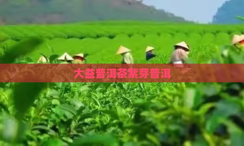 大益普洱茶紫芽
