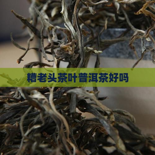 糟老头茶叶普洱茶好吗