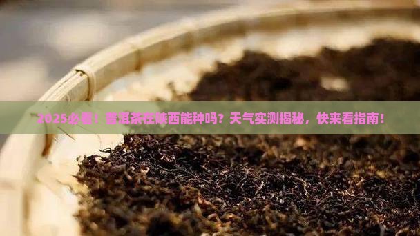 普洱茶陕西能种吗最近天气