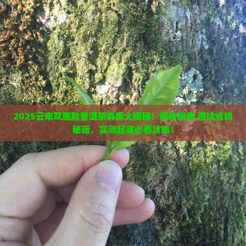 云南双胞胎普洱茶