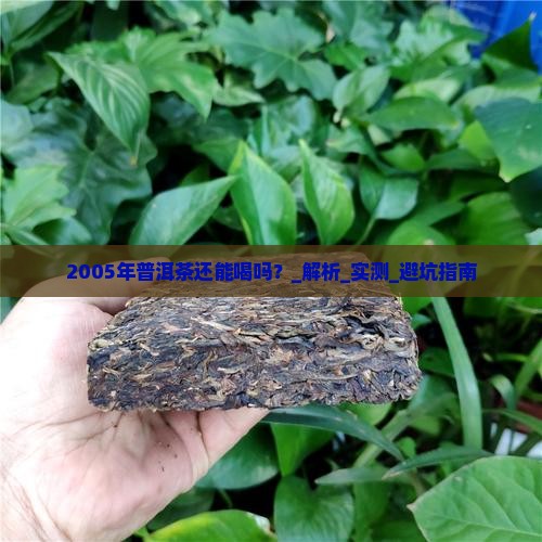 2005年普洱茶还能喝吗