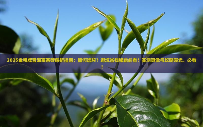 金帆牌普洱茶茶砖