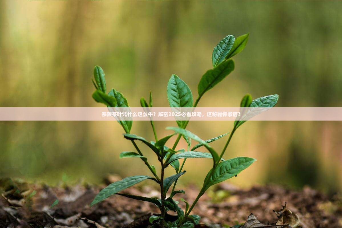 茶陵的茶叶为什么出名 茶陵的茶叶为什么出名