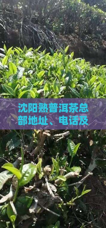 沈阳熟普洱茶总部