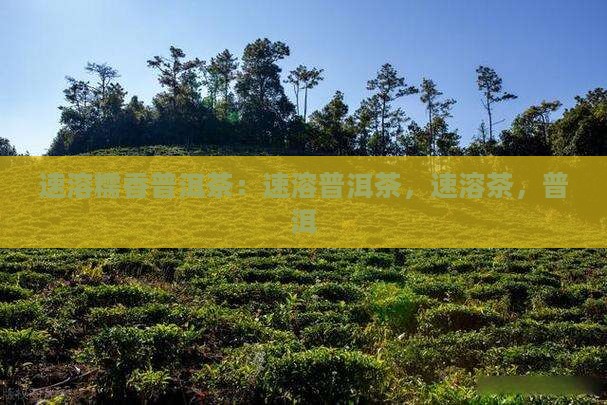 速溶糯香普洱茶
