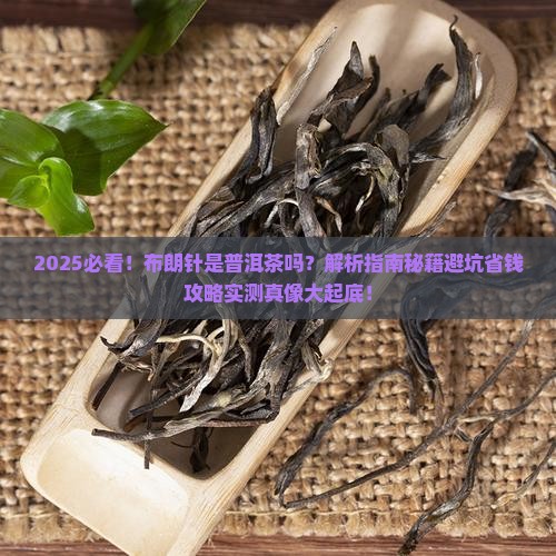 布朗针是普洱茶