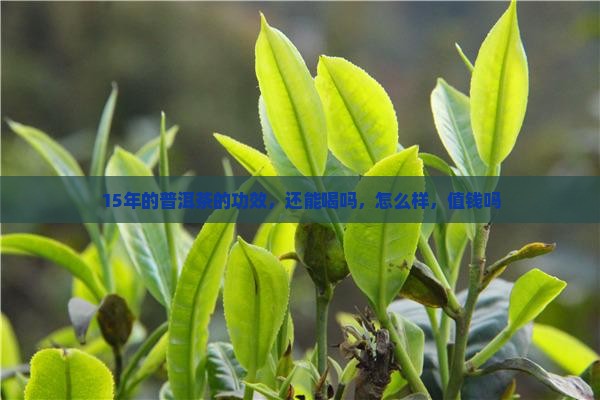 15年的普洱茶的功效