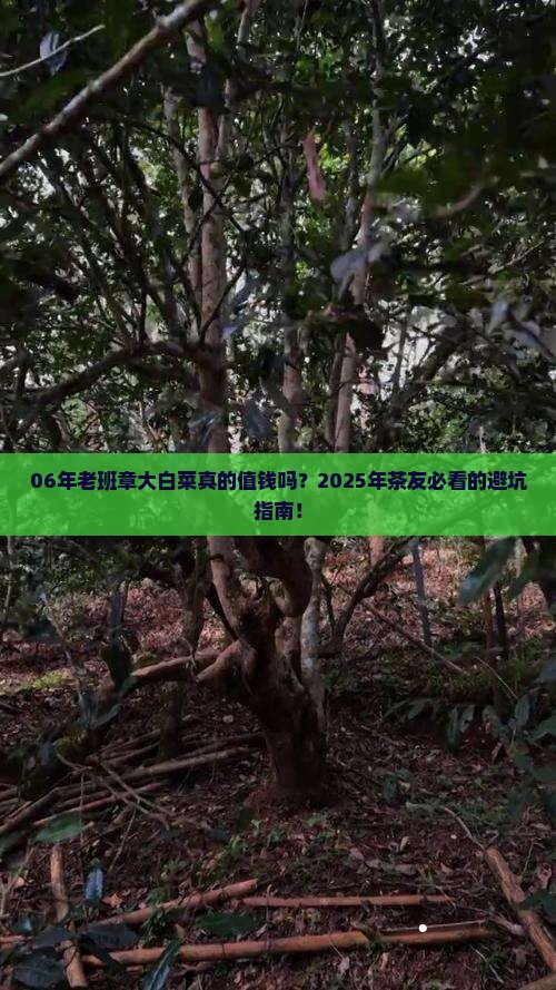 06年老班章大白菜