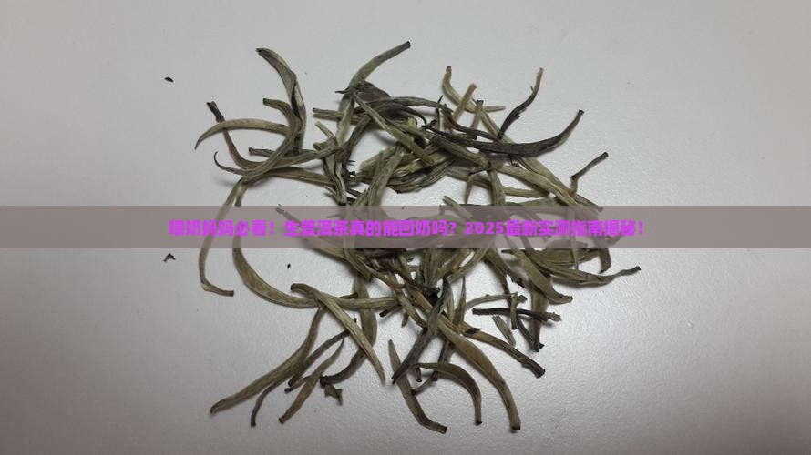 喂奶可以喝生普洱茶吗回奶吗