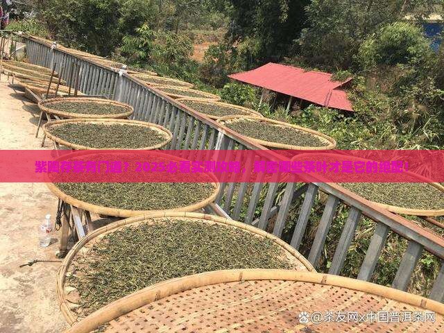 紫陶适合存放什么茶叶