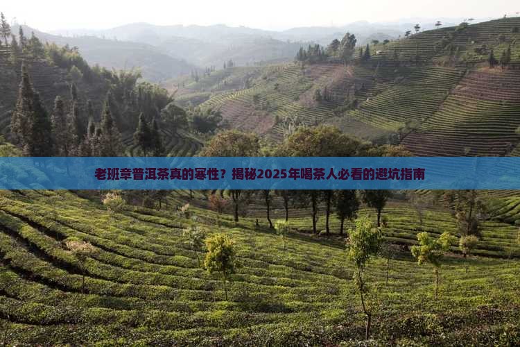 老班章普洱茶是寒性