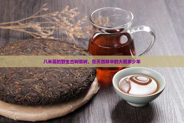 八米高的古茶树大概多少年