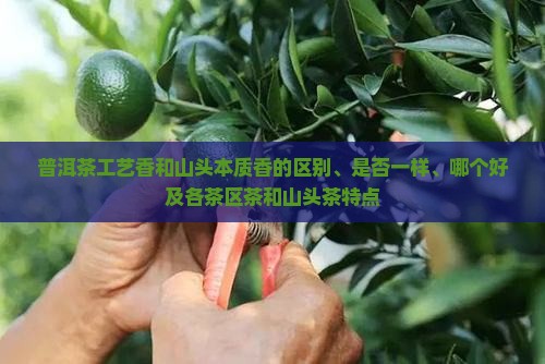 普洱茶工艺香和山头本质香
