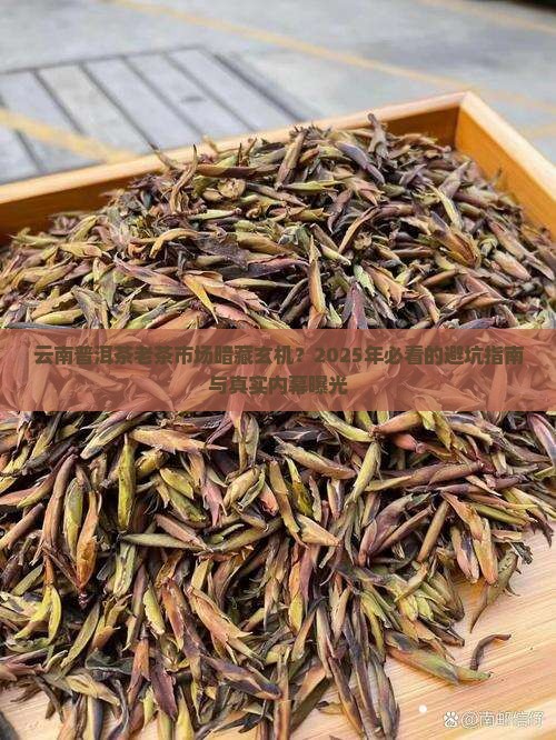 云南普洱茶老茶批发市场