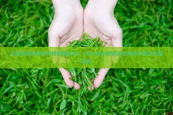 云南普洱茶老茶批发市场