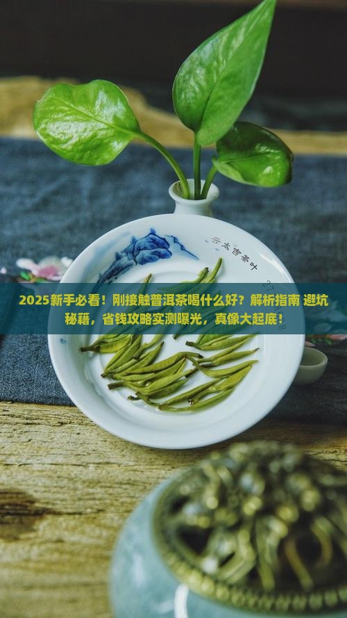 刚接触普洱茶喝什么好