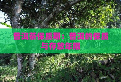 普洱茶一般存放几年不坏