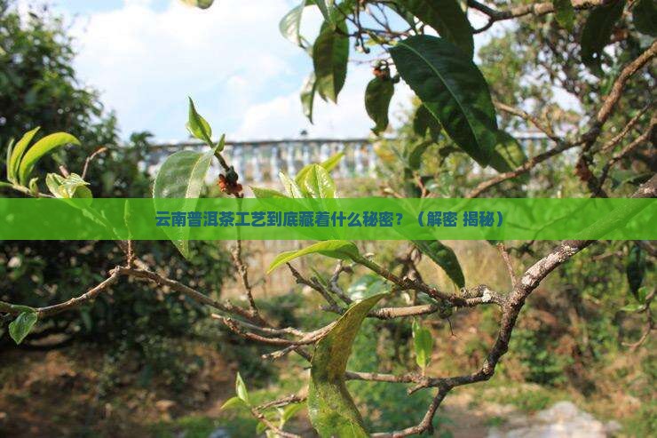 云南普洱茶在工艺上属于