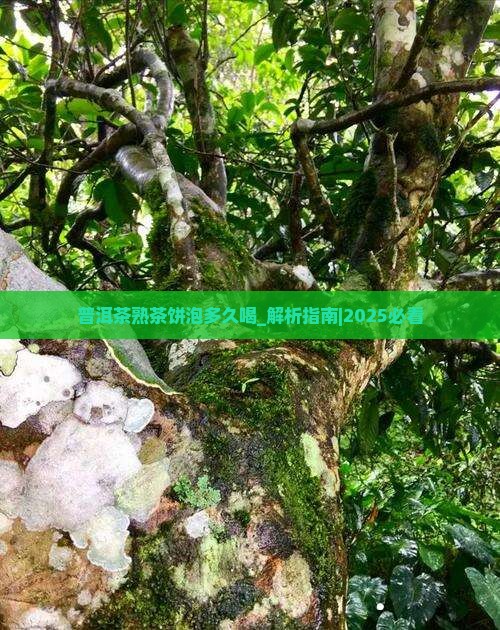 普洱茶熟茶饼泡多久喝