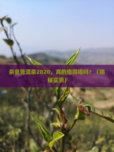 茶皇普洱茶2020