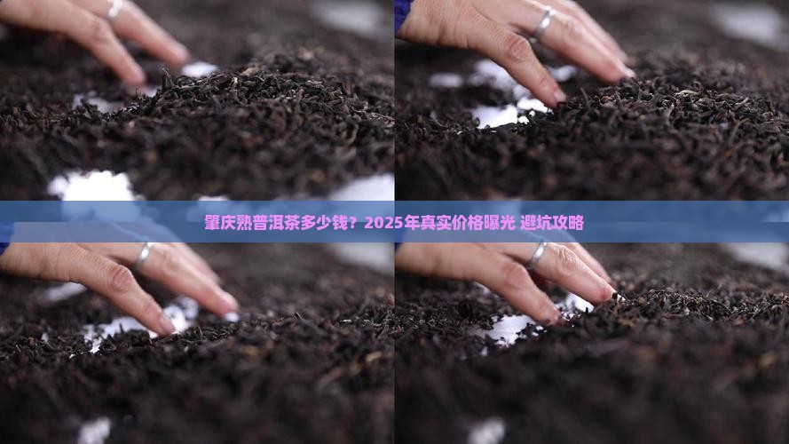 肇庆熟普洱茶多少钱