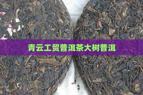 青云工贸普洱茶绿大树
