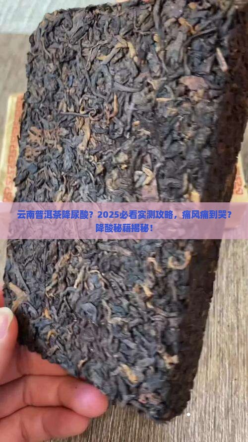 云南普洱茶降尿酸