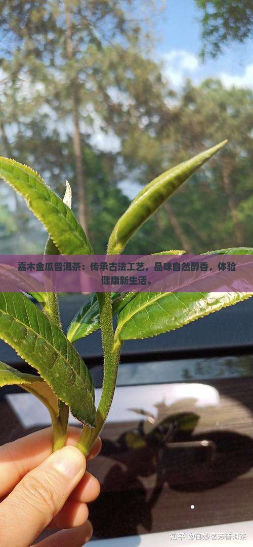 嘉木金瓜普洱茶