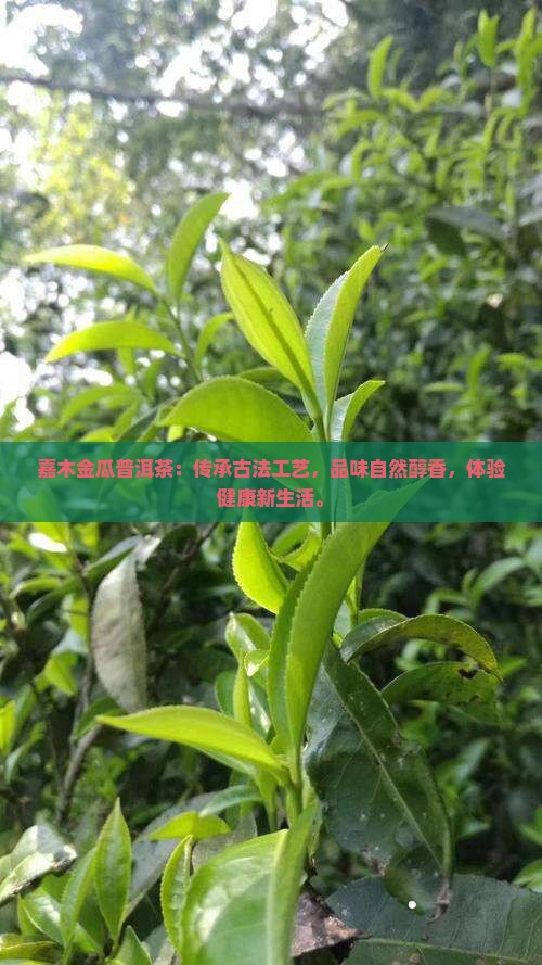 嘉木金瓜普洱茶