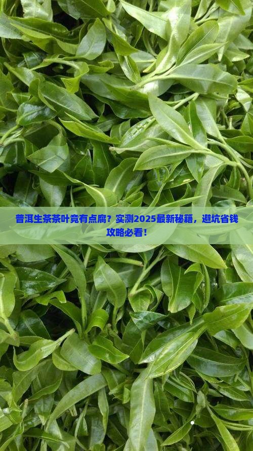 普洱茶生茶茶叶有点腐
