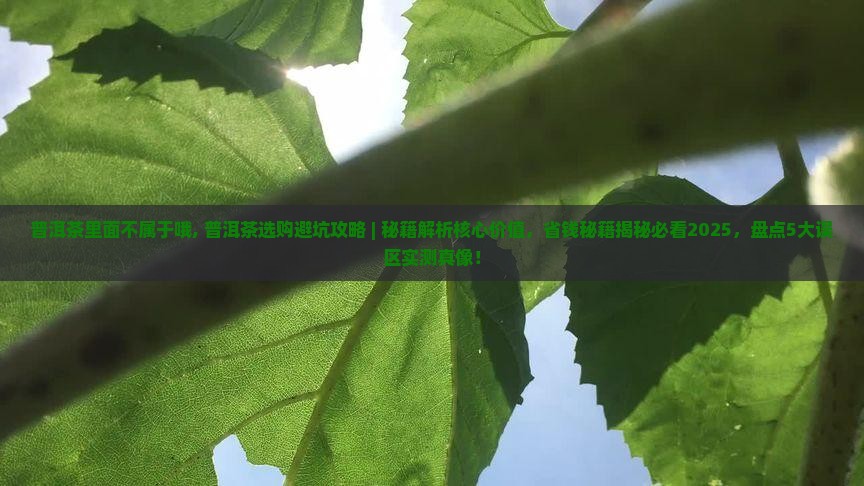 普洱茶里面不属于哦
