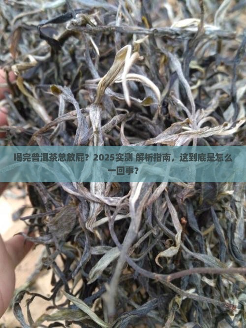 喝完普洱茶就放屁怎么回事