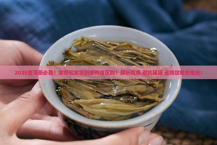 普洱茶中紫芽和紫娟的区别