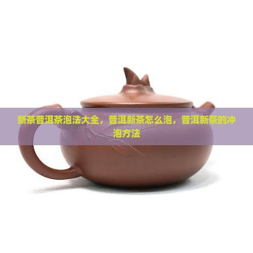 新茶普洱茶泡法