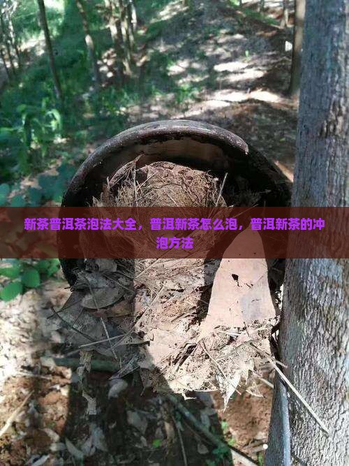 新茶普洱茶泡法