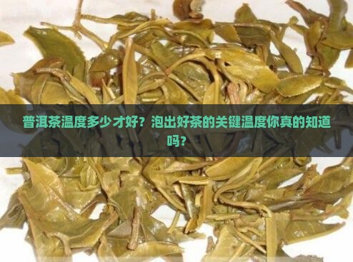 普洱茶温度多少
