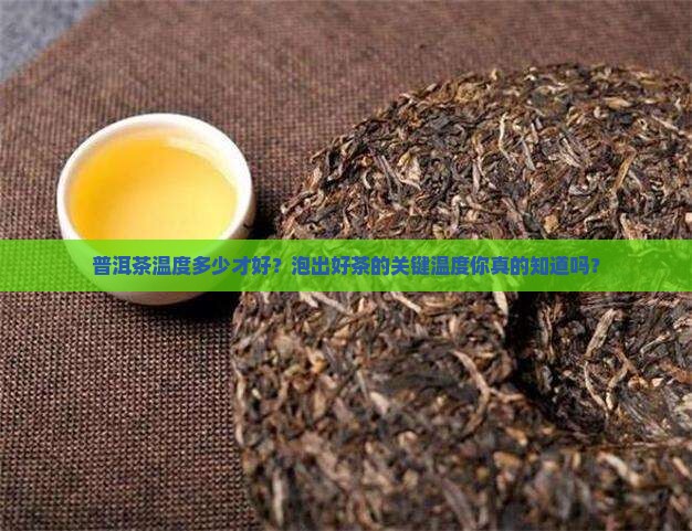 普洱茶温度多少