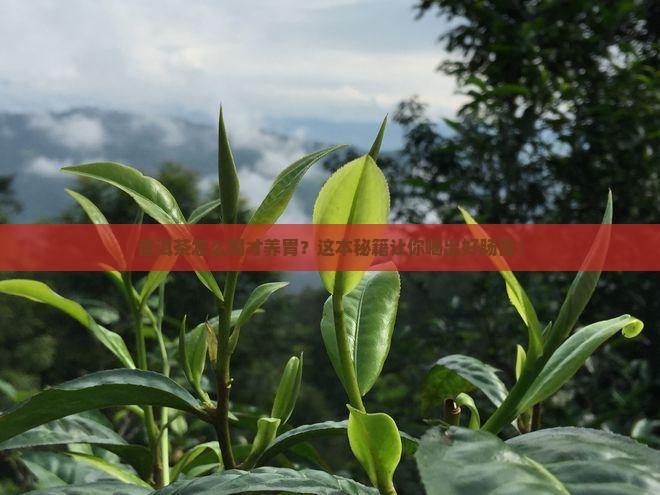 普洱茶怎么喝养胃食谱窍门